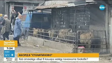 Овце блеят насред Пловдив