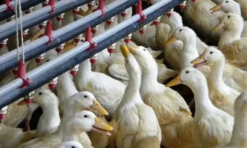 Проверяват 50 ферми в Пловдивско за птичи грип