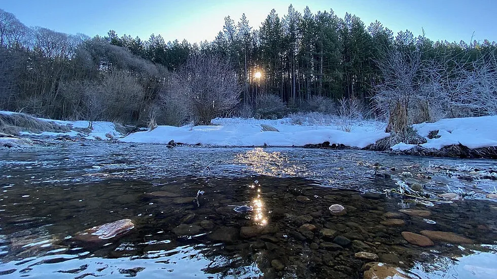 И рибите в яз. Студена се радват на по-високата вода