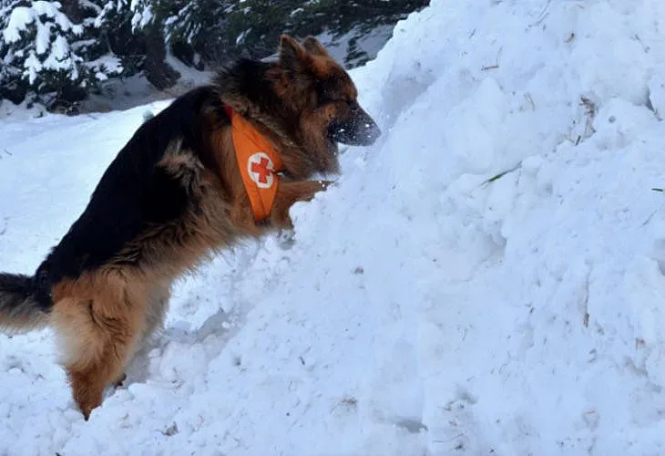 Трети ден без следа за бащата и сина в планината