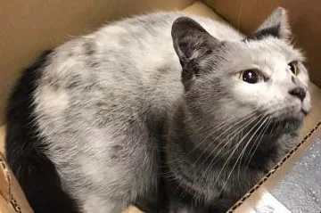 Това коте има 250 живота