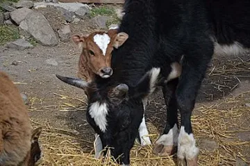 Теленце със сърце на челото