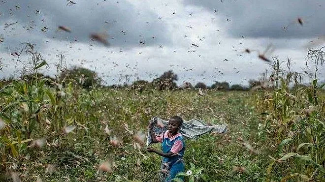 Скакалци стреснаха Сомалия