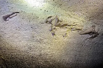 Намериха акула на 340 000 000 години