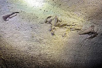 Намериха акула на 340 000 000 години