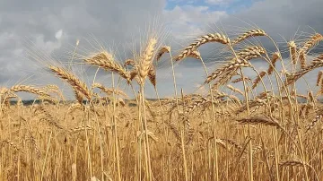 Очаква се слаба реколта от пшеницата