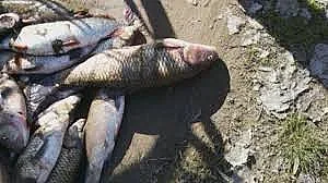 Два вида пестициди отровили рибата в Марица