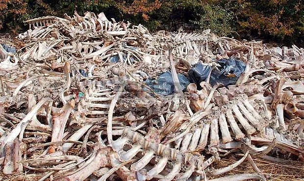 Откриха яма с животински отпадъци в Стара Загора