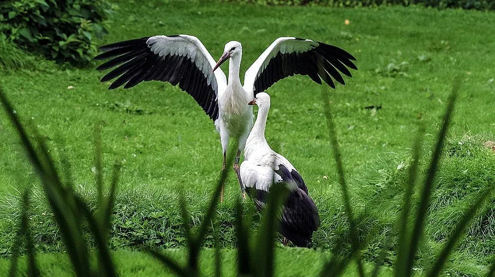 Щъркели си харесаха българската зима