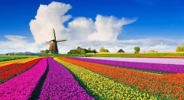 Нидерландия открива сезона с Ден на лалето