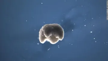 Създадоха първите живи роботи