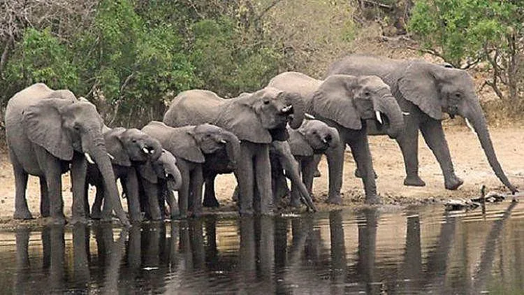 Шри Ланка убива слонове по три начина