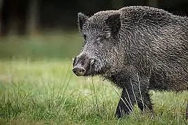 Удължават срока за лов на диви свине