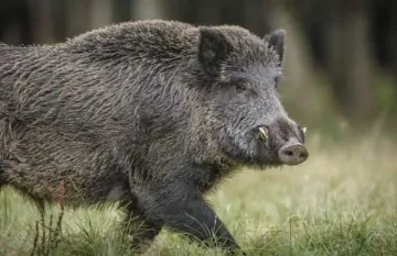 Диво прасе кръжи около панелките в Перник