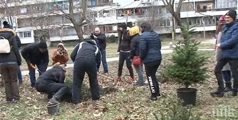 Коледна гора изниква в Бургас