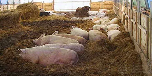 Ново огнище на африканска чума