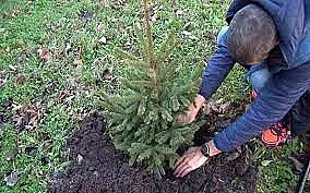 Русе ще има своя коледна гора