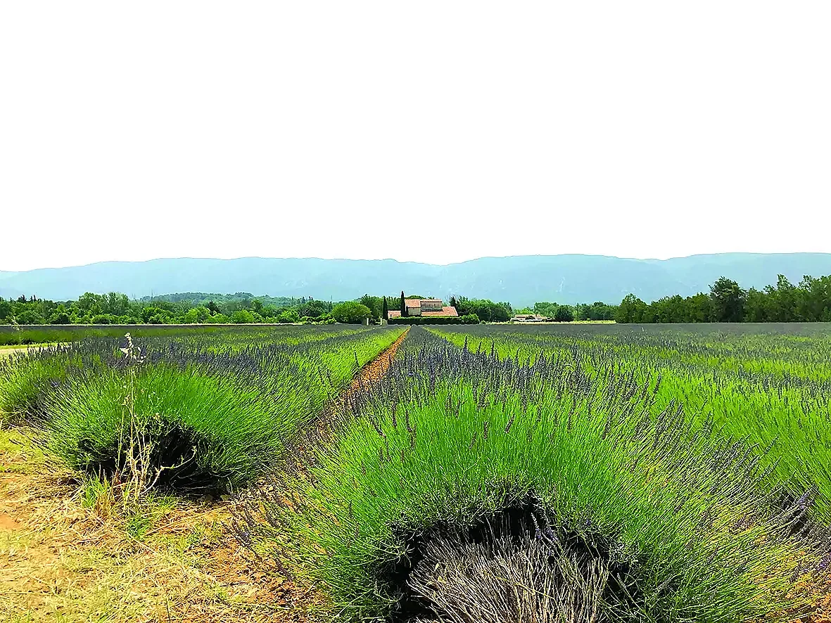 Прованс и лудостта на гениите