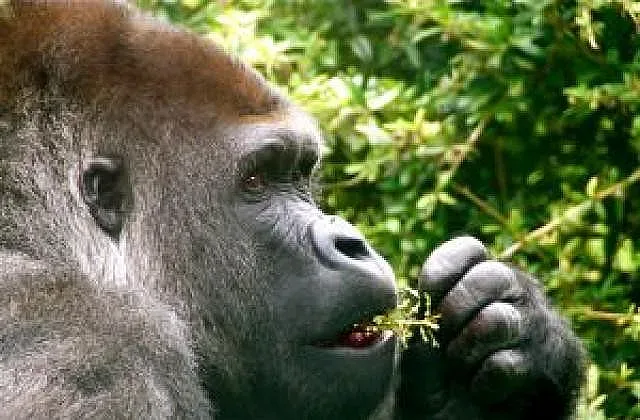 Десетки животни намериха смъртта си в пожар в зоопарк