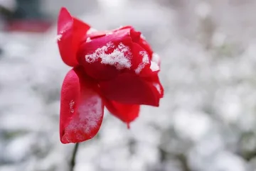 Сняг може да прехвърча днес