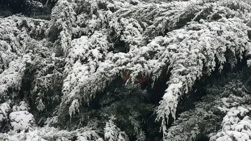 Сняг на АМ "Хемус" при тунела Витиня