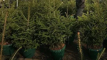 Живата елха поскъпна тройно