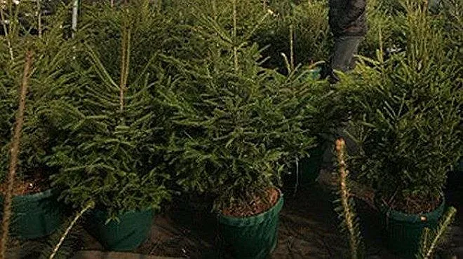 Живата елха поскъпна тройно