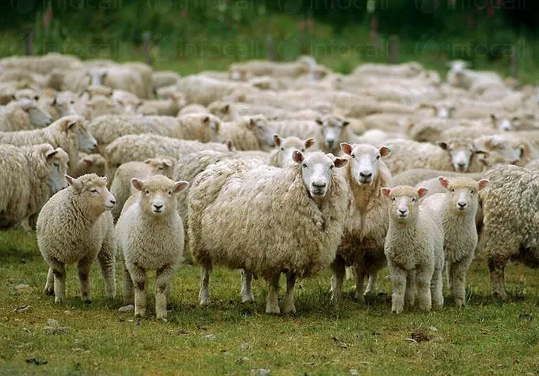 3,6 % спад при животновъдството отчете НСИ