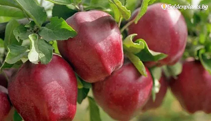 Червените ябълки изчезват