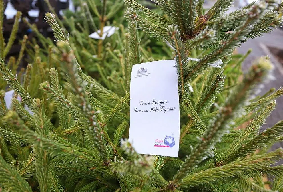 На 38 места у нас се продават живи елхички