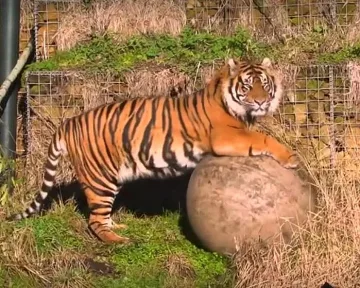Суматрански тигър уби фермер в Индонезия