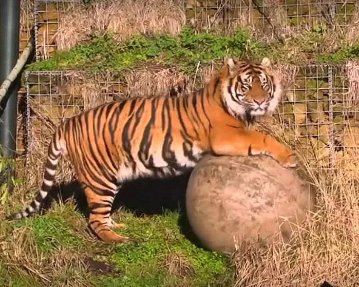 Суматрански тигър уби фермер в Индонезия