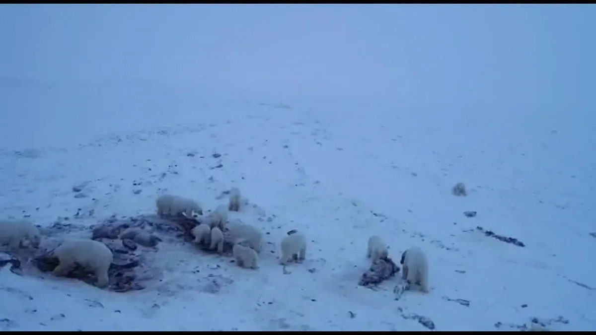 56 бели мечки се събраха в Чукотка
