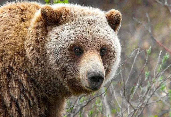 Мечка нападна жена в Белица