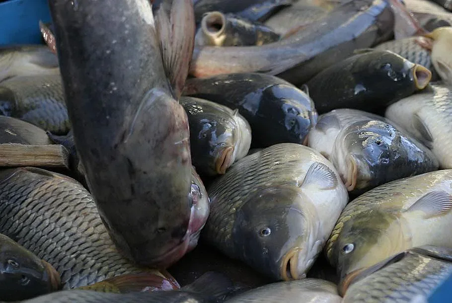 Започват проверки на търговците на риба