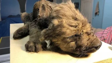 Откриха куче вълк на 18 000 години