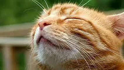 Бойкотират магазин заради котарак