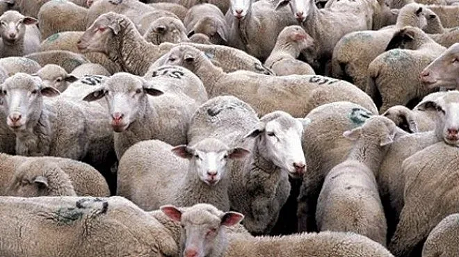 Решиха съдбата на животните във Велинград