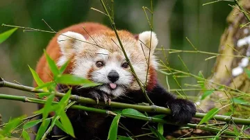 Издирва се червена панда от застрашен вид