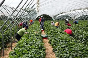 Англия ще увеличи квотата за сезонни работници