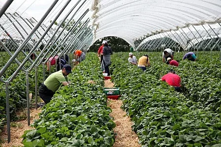 Англия ще увеличи квотата за сезонни работници