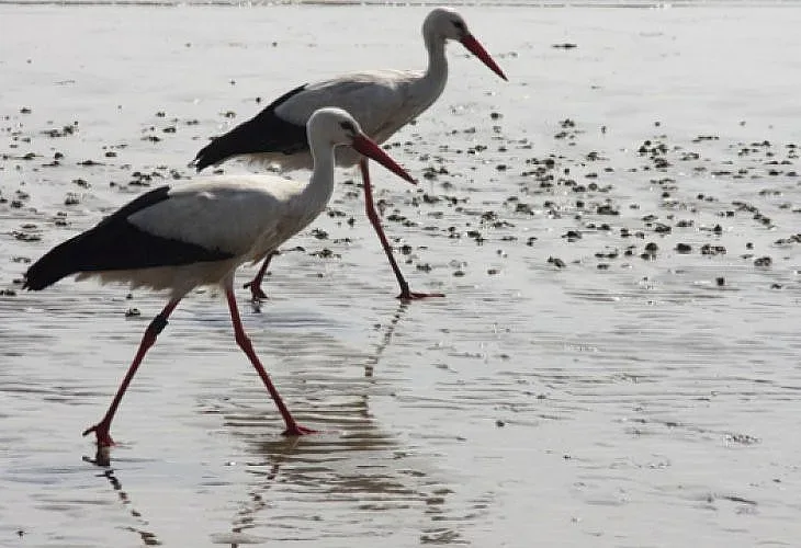 Щъркели останаха да зимуват у нас  