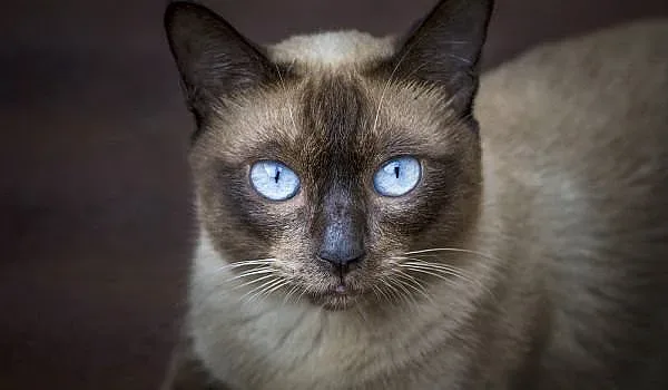 Котка Супермен хит в мрежата