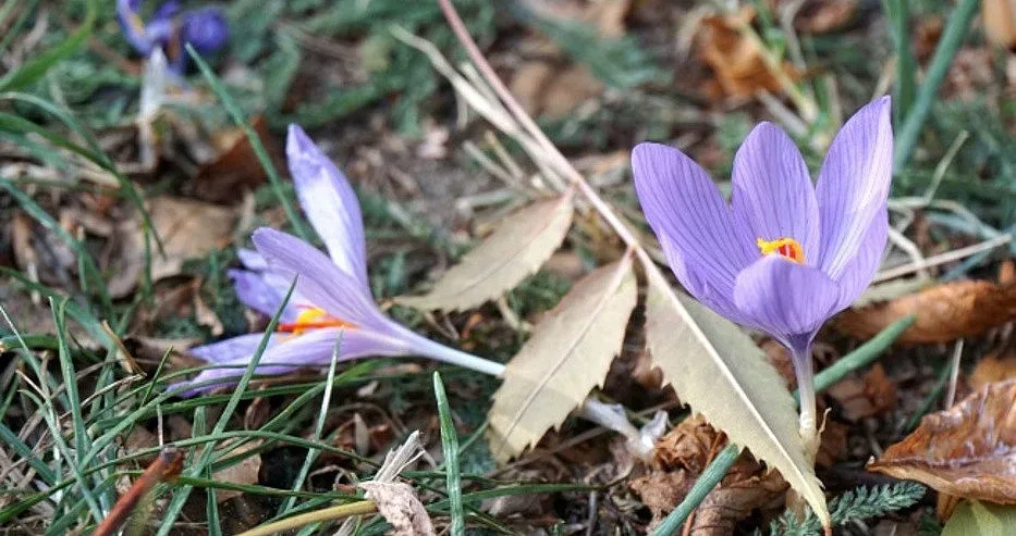 Във Варна цъфнаха минзухарите