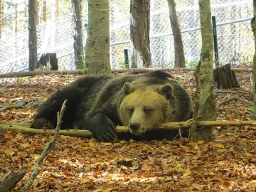 Драми с мечките на Бриджит Бардо
