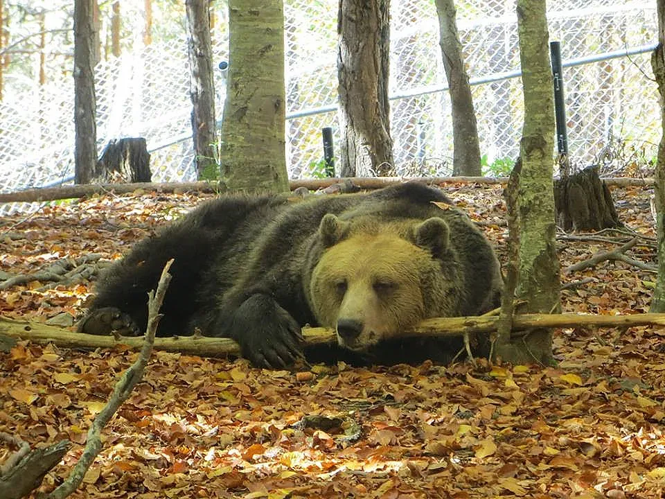 Драми с мечките на Бриджит Бардо