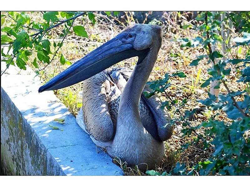 Спасиха пеликан с пречупено крило