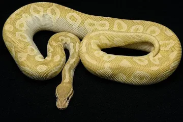 Жена намерена мъртва с питон  около врата