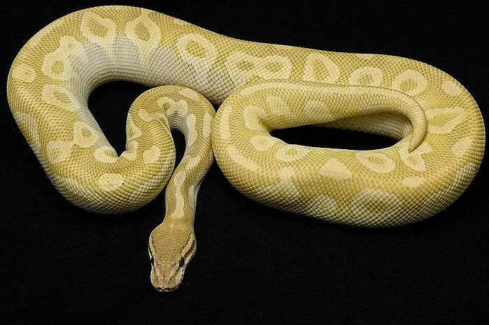 Жена намерена мъртва с питон около врата