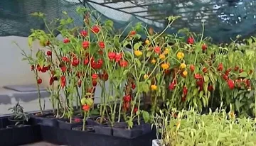 Семейство отгледа най-лютата чушка у нас